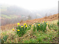 Hillside on Comin Coed-y-Moeth