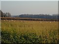 Sheep on turnips, Sallys