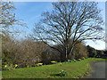 Daffodils on Haddon Close