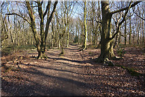 SE4208 : Path leading towards Houghton Common by Ian S