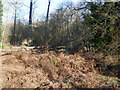 TL8193 : Scrub woodland beside path by David Pashley