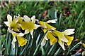 Great Barton: Daffodils in flower in the churchyard