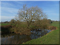 Tree growing across the river