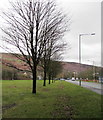 Row of deciduous trees alongside the A4054 in Pentrebach