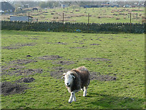 SJ8557 : Sheep near Mow Cop by Stephen Craven