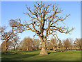 SO7999 : Old oak tree in Patshull Park, Staffordshire by Roger  D Kidd