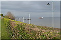 Hedge above Cliff Hill, Penarth