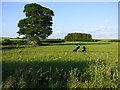 Farmland, Brightwell Baldwin