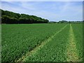 Farmland, Chalgrove