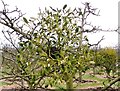 Mistletoe (Viscum album)  on apple tree