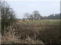 Trees on a field boundary, west of Silcock