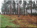 Stand of mature conifers