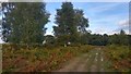 SU3405 : Path over heath north of Denny Lodge Inclosure, New Forest by Phil Champion