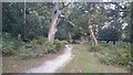 SU3307 : Path through Matley Wood, Matley Heath, New Forest by Phil Champion