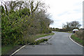 Tree in Appledore Road