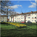 Davy Road daffodils