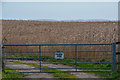 Taunton Deane : Crop Field & Gate