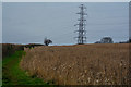 Taunton Deane : Crop Field