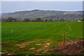 Taunton Deane : Grassy Field