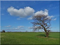 SE8121 : Lone Tree with Clouds by Neil Theasby