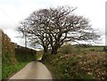 Bare trees on Blakewell Lane