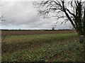 Arable field opposite Lodge Farm