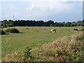 Horses on common land, Tilbury