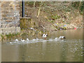 Amorous duck on the canal at Kirkstall