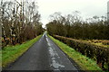 Well trimmed hedge along Crocknacor Road