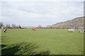 Paddock near Porlock