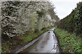 Blackthorn in flower near Freston church