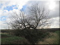 TA0952 : Reborn  tree  at  field  drain  corner by Martin Dawes