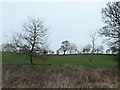 Trees on a field boundary, Wood Hill