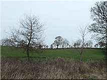 SE1393 : Trees on a field boundary, Wood Hill by Christine Johnstone