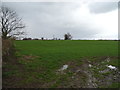 SJ5017 : Field near Broadoak by JThomas