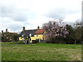 Judas Tree and cottages, Mellis Green