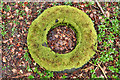 A mossy bagel