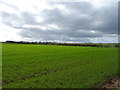 Winter cereal crop near Balderton Hall