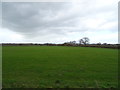 Grazing near Brandwood