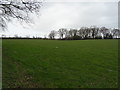 Grazing near Moat Farm