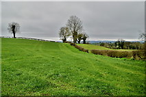 H6158 : A grassy field, Tullylinton by Kenneth  Allen