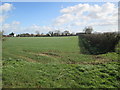 Over  field  to  Grange  Farm  from  Brigham  Lane