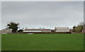 Grazing towards Ivy House Farm