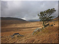 NY1902 : Isolated holly on Eskdale Fell by Karl and Ali