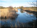 St Osyth: Reed Pond