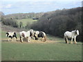 Horses near to Kangles Wood