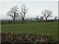 Fields with trees, south of Studdah