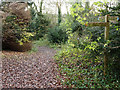 Paths at foot of Walton Downs