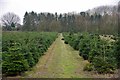 Christmas Tree Crop