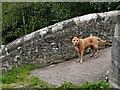 SJ9850 : Friendly dog at Oakmeadowford Bridge near Cheddleton, Staffordshire by Roger  D Kidd